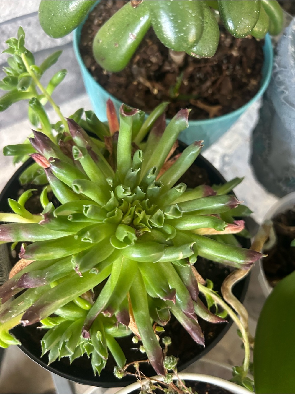 1 Plant Oddly Hens & Chicks Green Succulent with Purple-Tipped Leaves